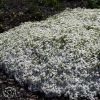 Saponaria Ocymoides Snow Tip